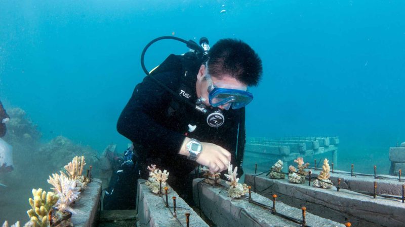 BEIJING -- A researcher from Coral Planet, a coral research and protection organization in China, plants corals to frames and coral reefs in Celukan Bawang, Bali, Indonesia, Nov. 25, 2019. Xinhua/Du Yu