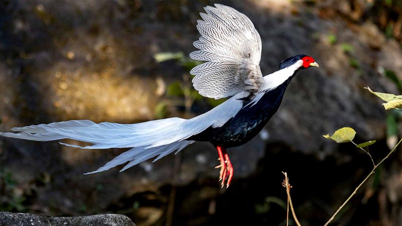  FUZHOU -- A silver pheasant flies at the Junzifeng national nature reserve in Mingxi County, southeast China's Fujian Province, Nov. 13, 2019. Xinhua/Mei Yongcun/RSS.