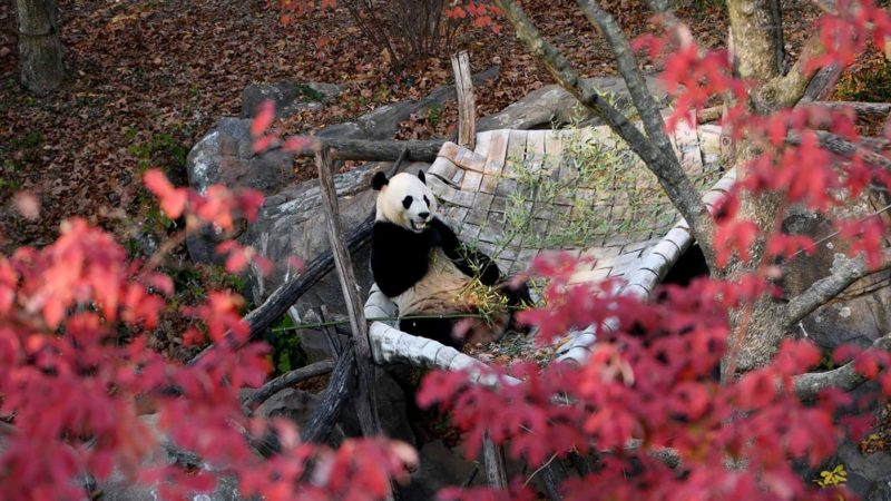 (191114) -- WASHINGTON D.C., Nov. 14, 2019 (Xinhua) -- U.S.-born male giant panda Bei Bei is seen at the Smithsonian's National Zoo in Washington D.C. on Nov. 13, 2019. (Xinhua/Liu Jie)