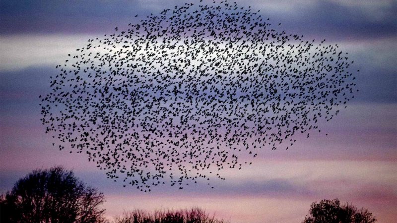 A murmuration of Starlings, as they fly over a field in Wehrheim near Frankfurt, Germany, Sunday, Nov. 24, 2019. (AP Photo/Michael Probst)