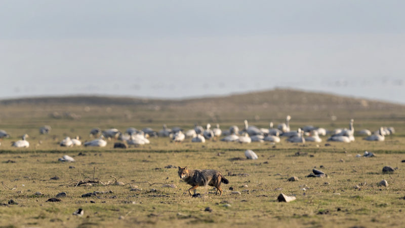 Jackal moves past a flock of Bar-headed geese at the Pong Dam wetlands in Nagrota Suriyan, Himachal Pradesh state, India. The Pong Wetlands host and support hundreds of migratory bird species in the winter months. AP Photo/RSS