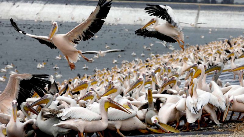 Great white pelicans eat fish provided by Israeli farmers at a water reservoir in the Emek Hefer valley north of the Israeli city of Tel Aviv on November 15, 2019. - An estimated 50,000 pelicans stop off in Israel during their annual migration from the Balkans to Africa, where they enjoy a mild winter before returning to Europe. They rest and feed for weeks, causing chaos for fish farmers, whose outdoor commercial pools and reservoirs provide rich pickings. Farmers have tried to deter them with loudspeakers, laser beams and by firing blank rounds from rifles. In their desperation, they have come up with another way: offering the birds a free lunch. (Photo by MENAHEM KAHANA / AFP)