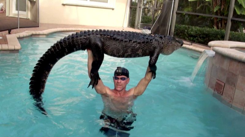 In this Wednesday, Oct. 15, 2019  photo provided by Paul Bedard,  Bedard raises a 9-foot alligator over his head at a home in Parkland, Fla. Bedard, a local trapper, removed the nuisance reptile that had jumped into a customers pool. Bedard stars in the Animal Planet show "Gator Boys."  The story was among Florida's top odd stories for 2019. (Paul Bedard via AP)