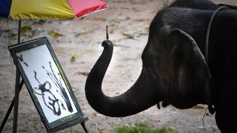 Elephant being forced to paint for tourists at the commercial Maetaeng Elephant Park in the northern Thai province of Chiang Mai. - Separated from their mothers, jabbed with metal hooks, and sometimes deprived of food -- Thai elephants are tamed by force before being sold to lucrative tourism sites increasingly advertised as 'sanctuaries' to cruelty-conscious travellers. Photo/RSS