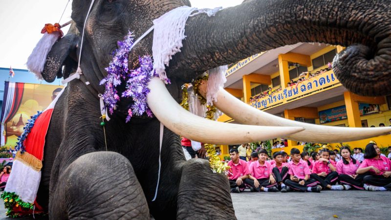 An elephant dressed in a Santa Claus costume performs during a gift presentation to schoolchildren during Christmas celebrations in Ayutthaya on December 23, 2019. Photo/RSS