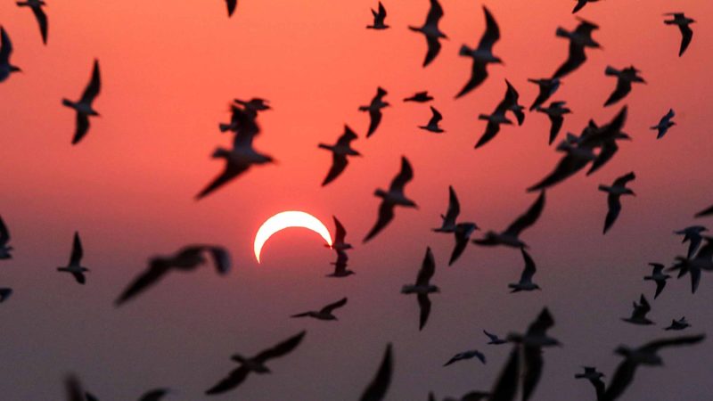 आजको खण्डग्रास सूर्यग्रहण कुन राशिलाई शुभ, कुनलाई अशुभ ?