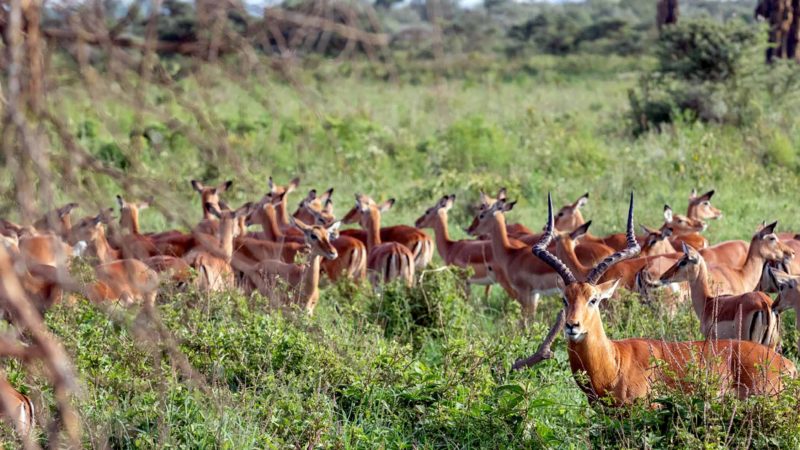 (191230) -- NAIROBI, Dec. 30, 2019 (Xinhua) -- Antelopes are seen in the Lake Nakuru National Park, Kenya, Dec. 30, 2019. Kenya's Lake Nakuru National Park covers an area of about 188 square kilometers and is home to about 56 species of mammals, including rhinos, lions and zebras. During the New Year holiday, the park attracts many visitors to see the wildlife. (Xinhua/Wang Teng)