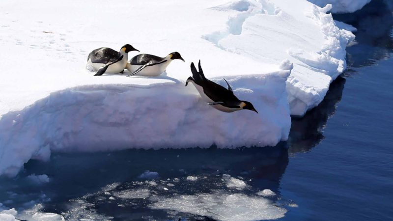  BEIJING-- Emperor penguins dive into the ocean in the Antarctica's Prydz Bay, Dec. 6, 2019. Team members of China's 36th Antarctic expedition conducted multidisciplinary observations and researches in Antarctica's Prydz Bay from Dec. 3, to Dec. 7. (Xinhua/Liu Shiping)