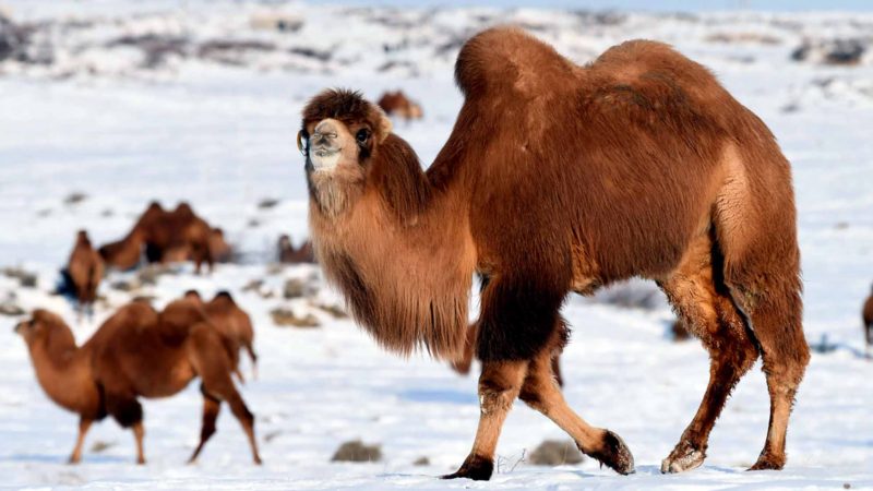 (191231) -- JEMINAY, Dec. 31, 2019 (Xinhua) -- Camels forage on a snow-covered prairie at a camel-themed eco-tourism park in Jeminay County, northwest China's Xinjiang Uygur Autonomous Region, Dec. 30, 2019. (Xinhua/Sadat)