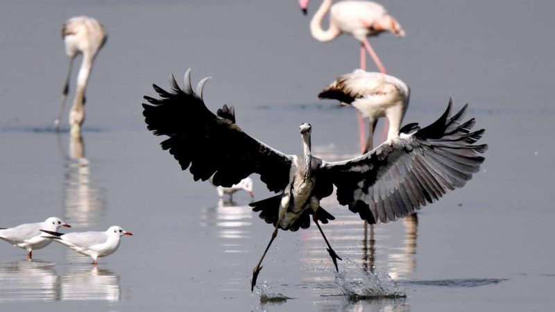 (191227) -- BEIJING, Dec. 27, 2019 (Xinhua) -- Birds forage on the waters in Kuwait City, Kuwait, Dec. 25, 2019. (Photo by Ghazy Qaffaf/Xinhua)