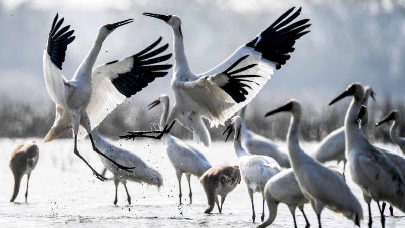 (191204) -- BEIJING, Dec. 4, 2019 (Xinhua) -- White cranes rest in a wetland of Wuxing Farm in Nanchang, east China's Jiangxi Province, Dec. 3, 2019. (Xinhua/Zhou Mi)