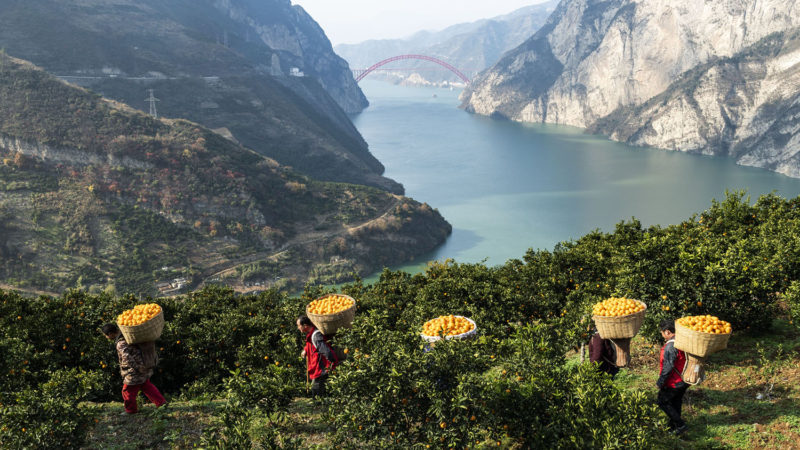 Villagers carry navel oranges at Lianziyan Village of Zigui County, central China's Hubei Province, Dec. 19, 2019. Since the beginning of winter, Zigui County has entered the navel orange harvest season. Photo / RSS