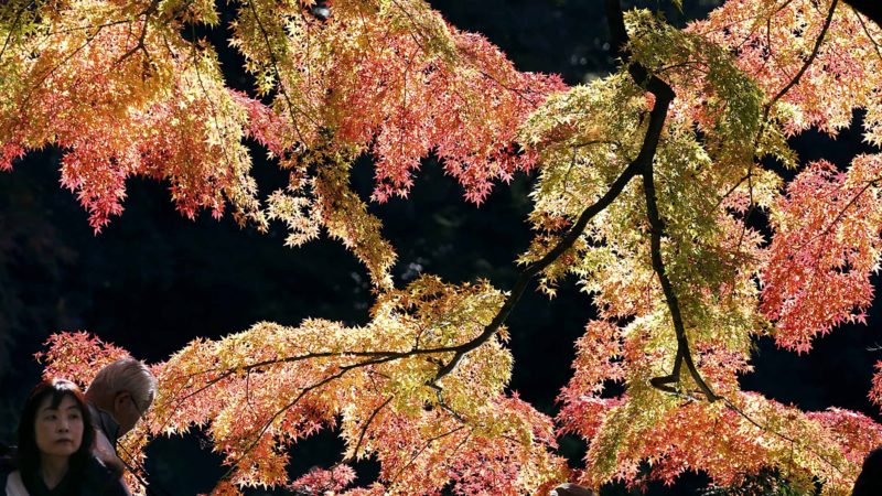 People visit the Koishikawa Korakuen Gardens in Tokyo to enjoy the autumn colors Tuesday, Dec. 3, 2019. (AP Photo/Koji Sasahara)
