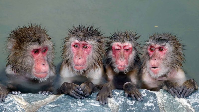 Japanese macaque, also known as snow monkeys, soak in a hot spring at Hakodate Tropical Botanical Garden in Hakodate, northern Japan, Sunday, Dec. 1, 2019. The botanical garden features the bathing monkeys from Dec. 1 through early May next year. (Yohei Fukai/Kyodo News via AP)