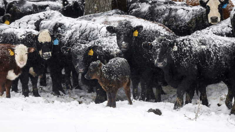 Cows huddle close together to keep warm at a farm near Winterset, Iowa. Officials in Iowa are urging people to use caution and stay indoors as blizzard conditions continued to wreak havoc in northern and central parts of the state on Saturday. Photo/RSS