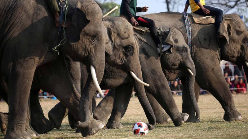 नेपाल भ्रमण वर्ष स्वागत गर्दै हात्ती महोत्सव