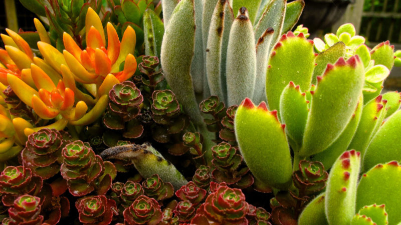 This June 19, 2013 photo shows an assortment of succulents growing in a home near Langley, Wash. Succulents exemplify the kinds of houseplants that need little if any maintenance. Succulents can go for long spells without water and grow slowly so they seldom need pruning or repotting. (Dean Fosdick via AP)