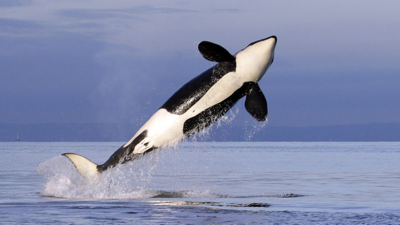 Female resident orca whale breaches while swimming in Puget Sound near Bainbridge Island, Wash., as seen from a federally permitted research vessel. The Center for Whale Research says a endangered large male orca is missing and presumed dead. The whale, known L41, was not with his family when researchers encountered them last week. L41's death would leave just 72 animals in the "southern resident" population of orcas that frequents the waters between Washington and Canada. AP Photo/RSS