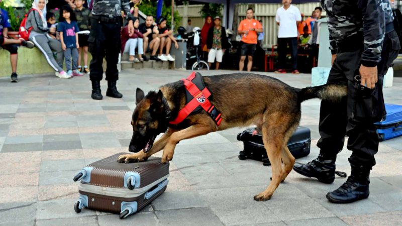 Jimmy, an Indonesian police K-9 squad working dog, sniffs suitcases for narcotics during an anti-drug drill in Jakarta on January 12, 2020. - Indonesian police are assisted by canine K-9 dogs for several purposes namely criminal investigation, detecting of explosive substances, drug searching, and locating of missing people in natural disasters. (Photo by ADEK BERRY / AFP)