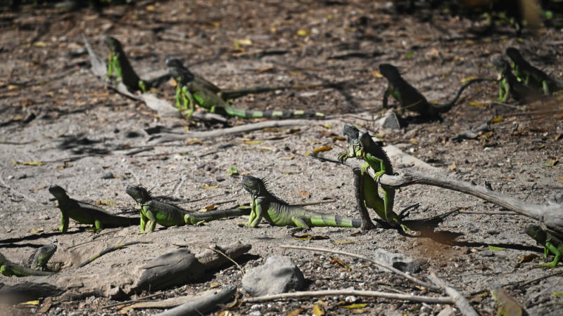 Iguanas are seen at the ecological park in Cinquera, El Salvador, on January 8, 2020. - The forest of Cinquera, which was theatre of war of El Salvador's bloody civil conflict (1980-1992), has become an eco-touristic project taken care of by former guerrillas. Photo/RSS