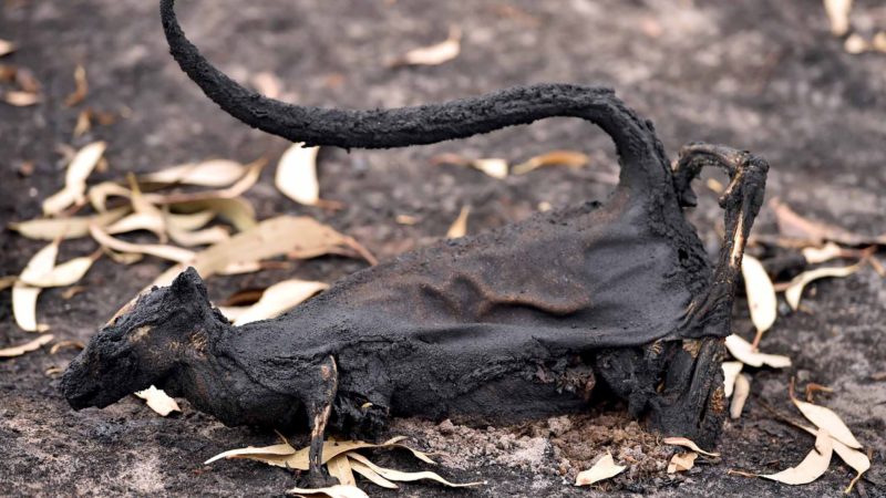 A dead marsupial is seen in a burnt out forest on Kangaroo Island on January 15, 2020. - On an island famed as Australia's "Galapagos" for its unique and abundant wildlife, rescuers are racing to save rare animals in a bushfire-ravaged landscape. The charred forest floor on Kangaroo Island is littered with corpses of animals incinerated by the blazes that swept through two weeks ago. (Photo by PETER PARKS / AFP) / TO GO WITH: Australia fire environment climate animal, FOCUS by Holly ROBERTSON