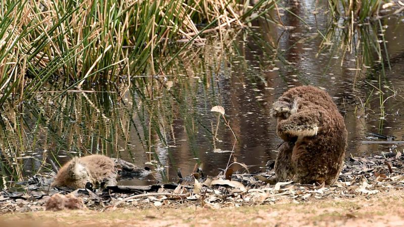 An injured Koala sits beside another dead koala on Kangaroo Island before being rescued on January 15, 2020. - On an island famed as Australia's "Galapagos" for its unique and abundant wildlife, rescuers are racing to save rare animals in a bushfire-ravaged landscape. The charred forest floor on Kangaroo Island is littered with corpses of animals incinerated by the blazes that swept through two weeks ago. (Photo by PETER PARKS / AFP) / TO GO WITH: Australia fire environment climate animal, FOCUS by Holly ROBERTSON