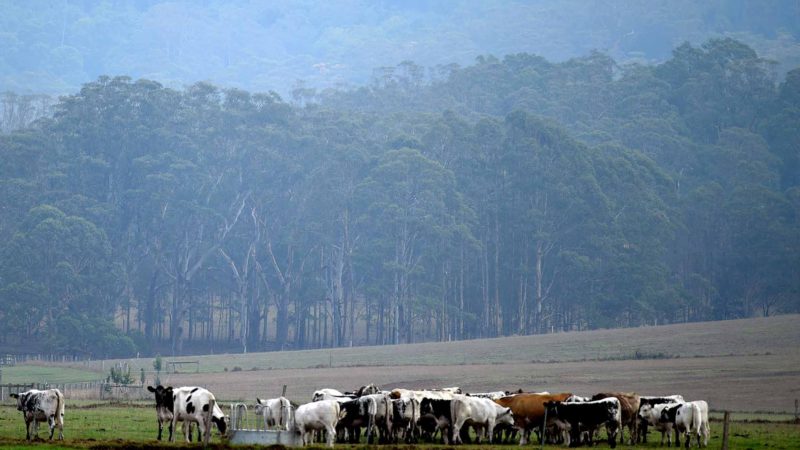 Cattle graze as it rains on the outskirts of Nowra in Australia's New South Wales state on January 16, 2020. - Rain fell across parts of bushfire-ravaged eastern Australia and more wet weather was forecast, giving some relief following months of catastrophic blazes fuelled by climate change. (Photo by Saeed KHAN / AFP)