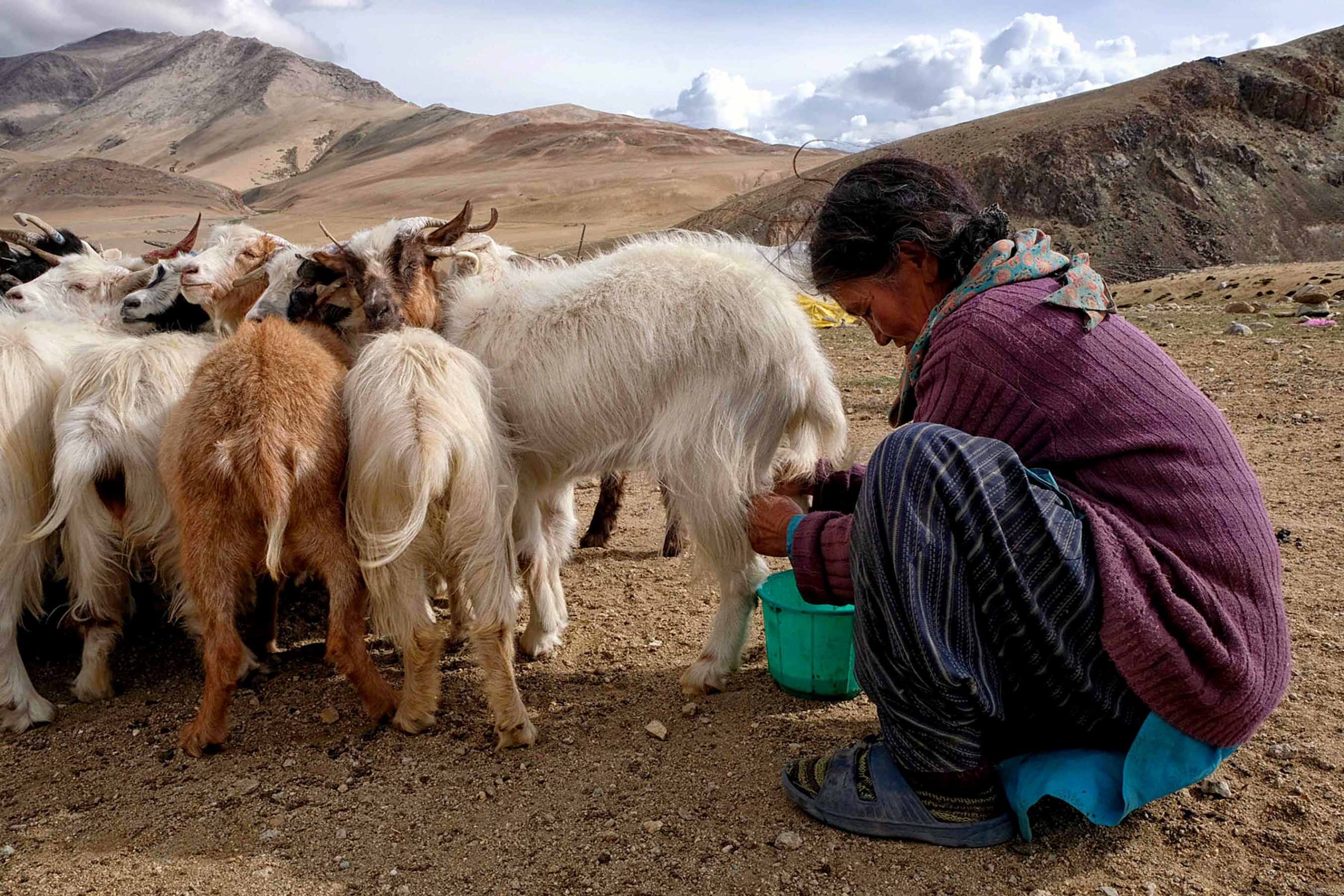 In this picture taken on August 30, 2019, Changpa nomad Sonam Yangzom, 55, milks pashmina goats in a nomadic camp, some 1km from Korzok village, in the Leh district of Ladakh. - For centuries the Changpa have tended the shaggy goats that provide silky-soft, super-expansive pashmina wool. But now many are rethinking their way of life, in part because of climate change. (Photo by Noemi CASSANELLI / AFP) / TO GO WITH: India culture climate textile Tibet Nepal, by Noemi CASSANELLI