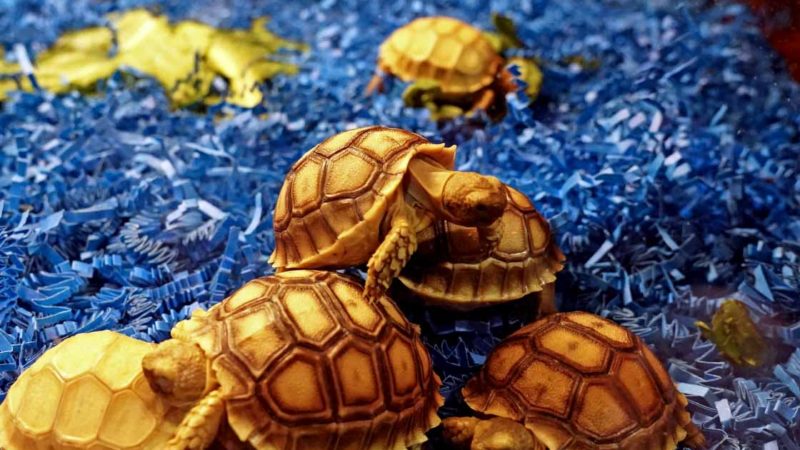 ANAHEIM (U.S.), Jan. 5, 2020 (Xinhua) -- Tortoises are shown at the Reptile Super Show in Anaheim, the United States, on Jan. 4, 2020. Featuring different kinds of snakes, tortoises and lizards, the two-day Reptile Super Show attracted thousands of reptile enthusiasts here on Saturday. (Xinhua/Li Ying)
