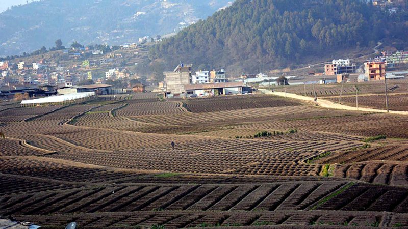 काभ्रेपलाञ्चोकको पनौती नगरपालिका –९ स्थित आलु लगाएपछि देखिएको खोपासीेको फाँट । सिंचाई पर्याप्त मात्रमा भएकाले यहाँ कृषि उत्पादन राम्रो हुने गरेको छ । तस्वीर : पेमा लामा/रासस