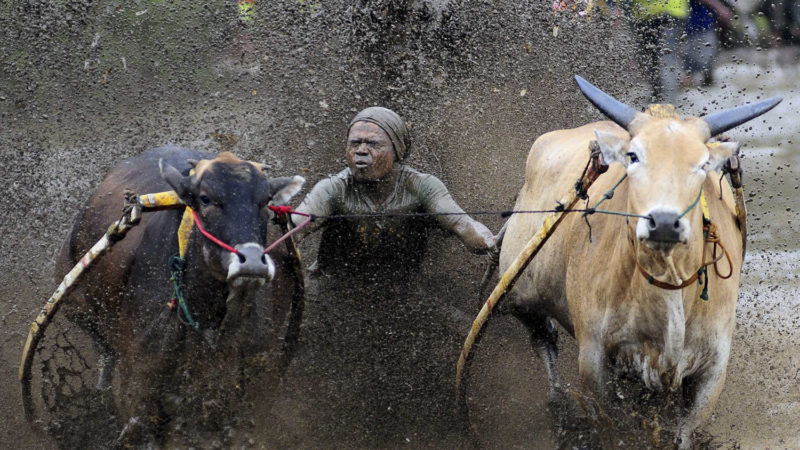 A jockey spurs cows during the traditional Pacu Jawi cow race in a village in Tanah Datar of West Sumatera, Indonesia, Jan. 18, 2020. The Pacu Jawi (traditional cow race) is held annually in muddy rice fields to celebrate the end of the harvest season. Photo/RSS