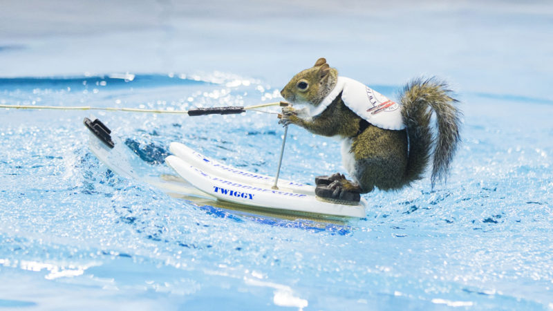 A squirrel performs water-skiing during the 2020 Toronto International Boat Show in Toronto, Canada, Jan. 17, 2020. Photo/RSS