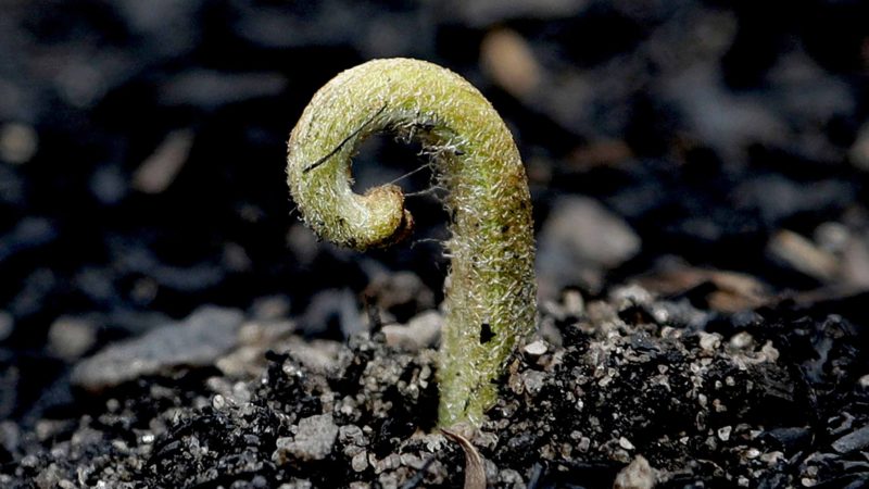 In this Jan. 16, 2020, photo, a plant sprouts from the blackened ground near Nattai, Australia. The fires have claimed dozens of lives since September, destroyed thousands of homes and razed more than 10.3 million hectares (25.5 million acres), but the fire danger has been diminished by rain this week in several areas. The first green buds of regrowth have already emerged in some blacked forests following the rain. (AP Photo/Rick Rycroft, File)