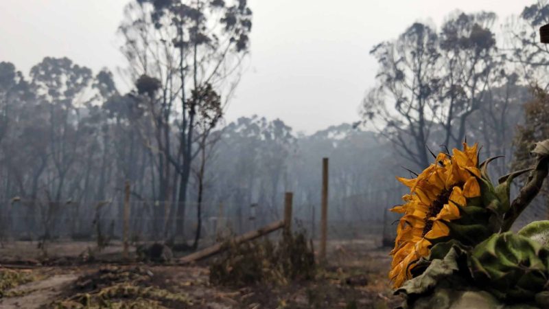 This Jan. 6, 2020, photo provided by Casey Kirchhoff shows a sunflower in the garden damaged by the wildfires in Wingello, a village, in New South Wales, Australia. (Casey Kirchhoff via AP)