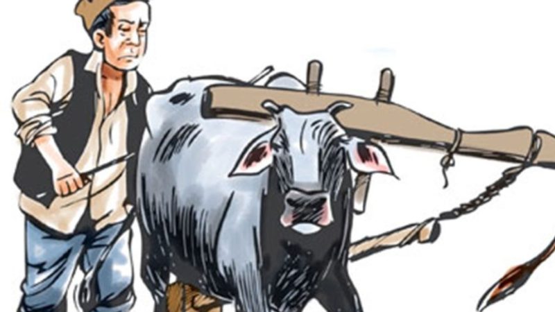 अझै ३८ प्रतिशत मुक्त हलियाको पुनःस्थापन बाँकी