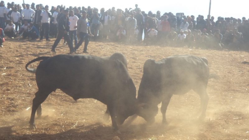 ‘वान भर्सेज वान’का ६५ हल गोरु नुवाकोट र धादिङमा भिडन्त गर्दै