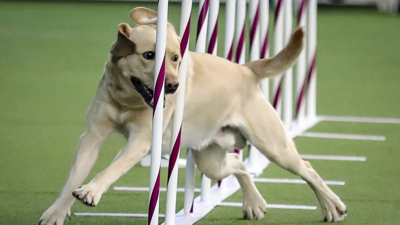 Tag, a Labrador retriever weaves, through a series of poles during Westminster Kennel Club's agility competition Saturday Feb. 8, 2020, in New York. AP Photo/RSS