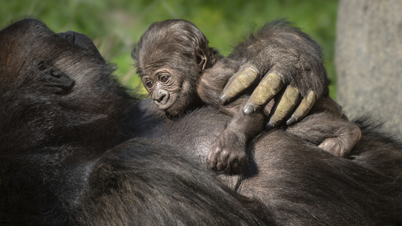 In this photo provided by the Los Angeles Zoo & Botanical Gardens shows female Western Lowland Gorilla, N'djia, and her newborn baby rest in their enclosure at the zoo in Los Angeles. The zoo announced the female baby gorilla was born on Jan. 18, 2020. The baby, who doesn't yet have a name, is the first gorilla born at the zoo in more than 20 years. Photo/RSS