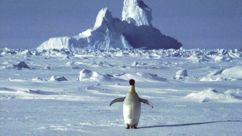 In this undated file photo, a lonely penguin appears in Antarctica during the southern hemisphere's summer season. The temperature in northern Antarctica hit nearly 65 degrees (18.3 degrees Celsius), a likely heat record on the continent best known for snow, ice, and penguins. 