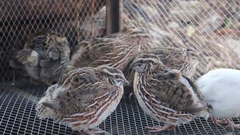 बट्टाइपालनमा युवाको आकर्षण