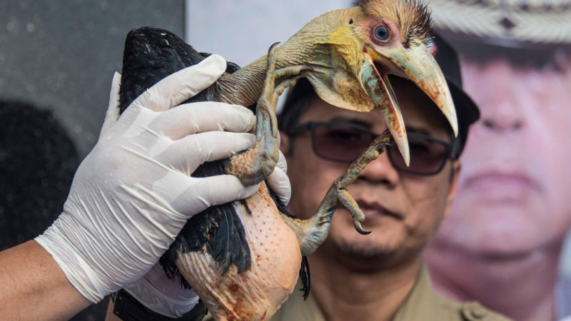 An Indonesian official displays a seized baby wreathed hornbill during a press conference in Surabaya, East Java on February 4, 2020. - Indonesian authorities said early January they had seized 27 cockatoo parrots and dozens of other animals sold online, as the country battles to clamp down on illegal wildlife trade. Photo/RSS