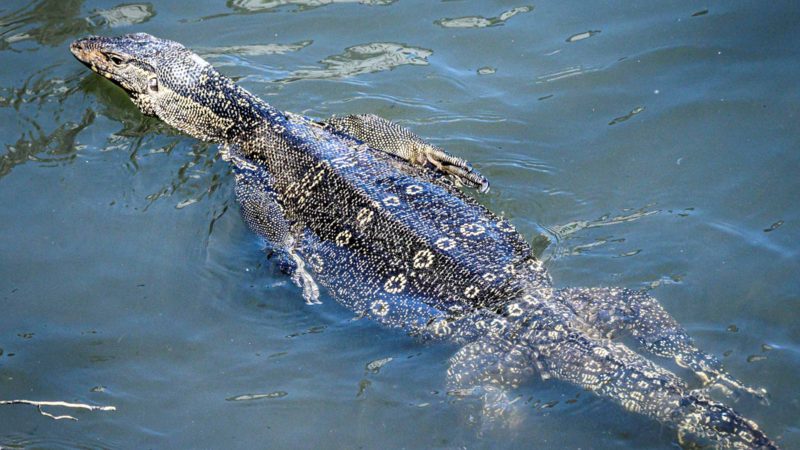 A monitor lizard swims in the waters of a canal in Bangkok on February 16, 2020. (Photo by Mladen ANTONOV / AFP)