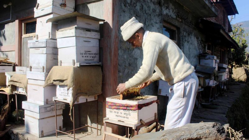 सुन्तला गाउँ सिंगानामा मौरीका घारैघार