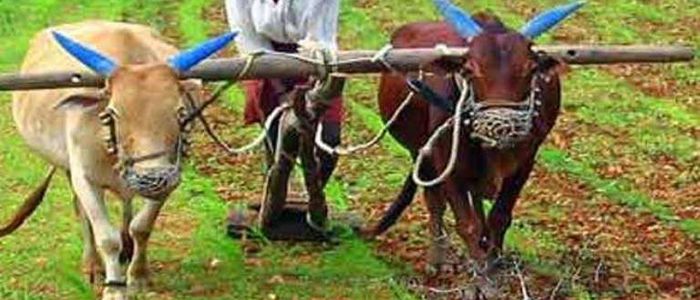 ‘एक गाउँ, एक प्राविधिक’ मा जोड