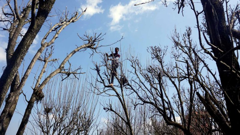 ‘ब्लक’मा समेटिँदै फर्पिङको नास्पाती
