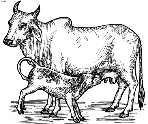 धर्म