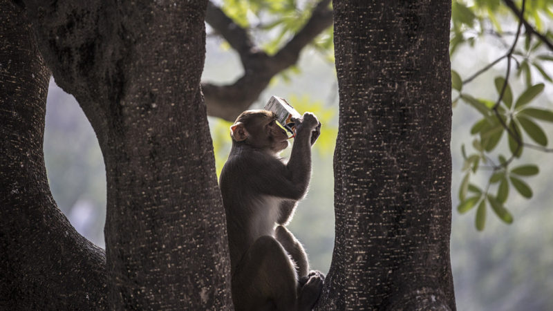 (200213) -- BEIJING, Feb. 13, 2020 (Xinhua) -- A monkey sips juice from a packet at the National Zoological Park in New Delhi, India, Feb. 12, 2020. (Xinhua/Javed Dar)