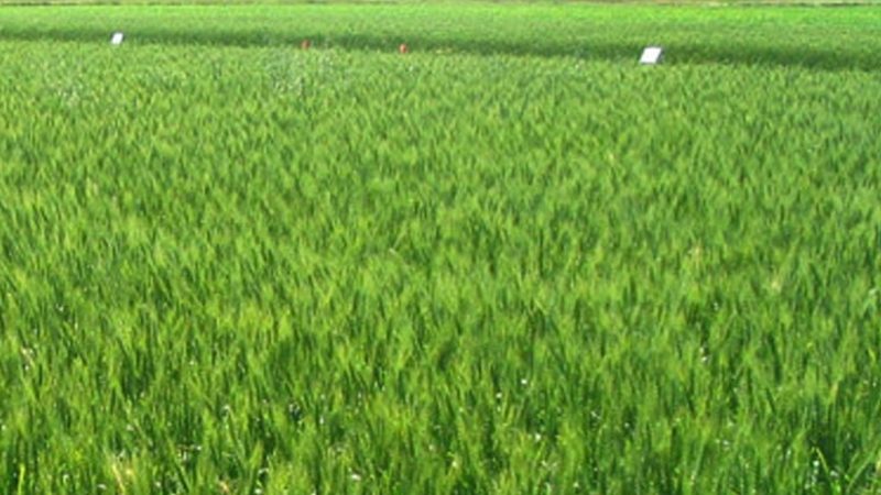 वर्षाले जागेको बाली
