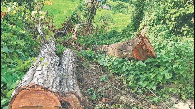 धमाधम रुख फँडानी