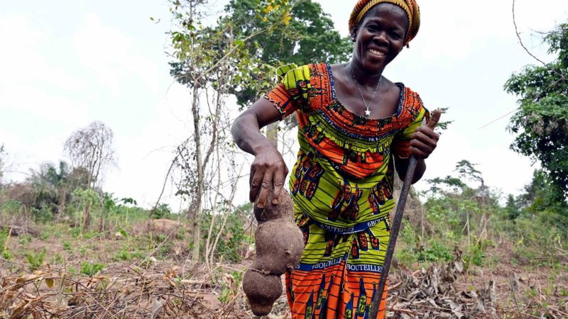 A farmer holds a yam in the village of Kokoti-Kouamekro, southern Ivory Coast, on February 25, 2020. - A group of around 30 women from the agricultural village of Kokoti-Kouamekro have set up a fund through their association Bakpa-elai (to do good to the child, in Baoule language), which they contribute to in order promote the development of their children and divert them from working in the cocoa plantations. The initiative was made possible with the aid of the International Cocoa Initiative (ICI), a Swiss foundation set up by the chocolate industry to combat child labour in the sector. In Ivory Coast, the world's leading cocoa producer, many farm families live in deprivation, on less than a dollar a day, which contributes to child labour. (Photo by ISSOUF SANOGO / AFP)